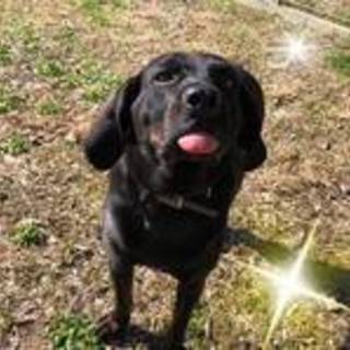 センターより保護　ハウンド系♀　②