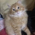 ３匹の子猫ちゃんの里親さんを募集してます！
