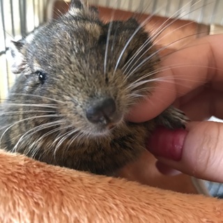 デグー♂3歳