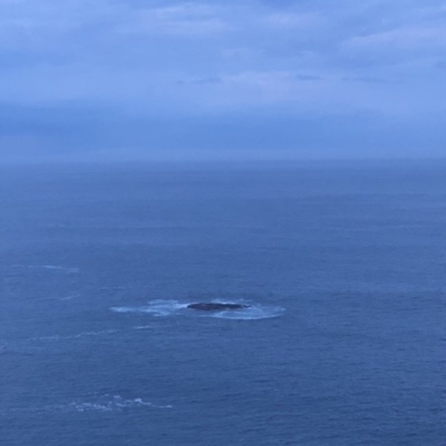 キクイタダキの森のカバー写真