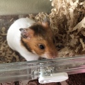 ゴールデンハムスター