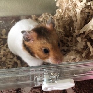 ゴールデンハムスター