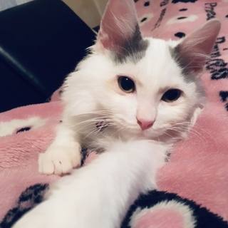 長毛グレー白くん