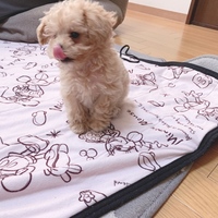 くるちゃん