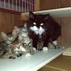 「ＦＩＰにより家族の半分を失った子猫のお話、、その１」サムネイル1