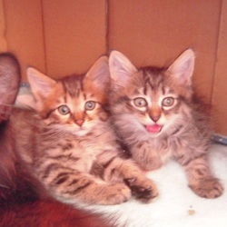 「ＦＩＰにより家族の半分を失った子猫のお話、、その１」サムネイル2