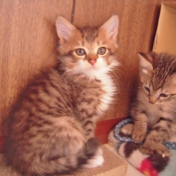 「ＦＩＰにより家族の半分を失った子猫のお話、、その１」サムネイル3