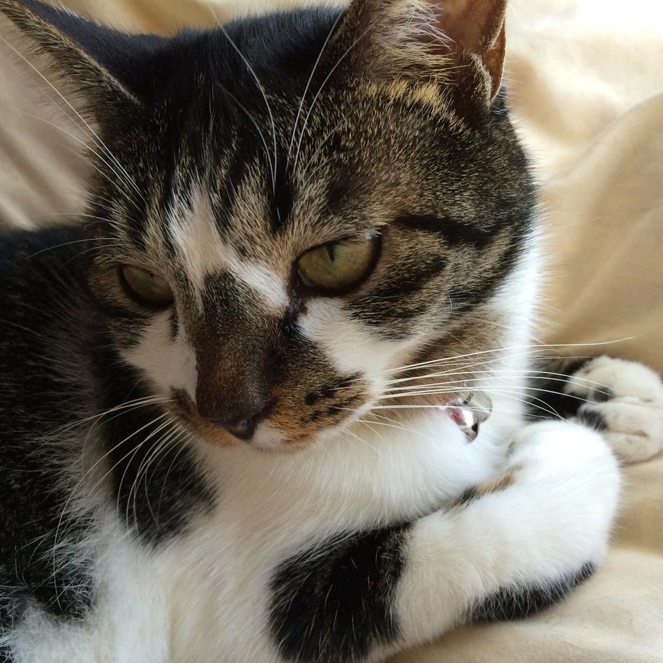 恵のカバー写真