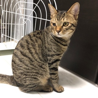 【トライアル】大きめでしっぽ長い　右目だけ半開き