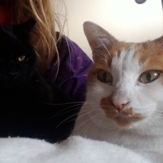 シロとクロ@京都 里親さん探しています