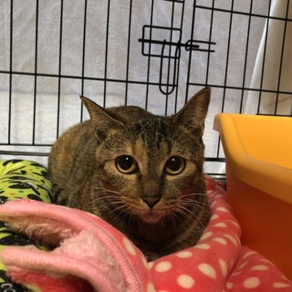 小柄　面倒見が良い　スリスリ♪