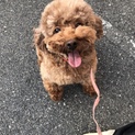 ふわふわ短足ともこちゃん
