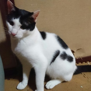 【他で決定】人間のヒゲにスリスリ♪