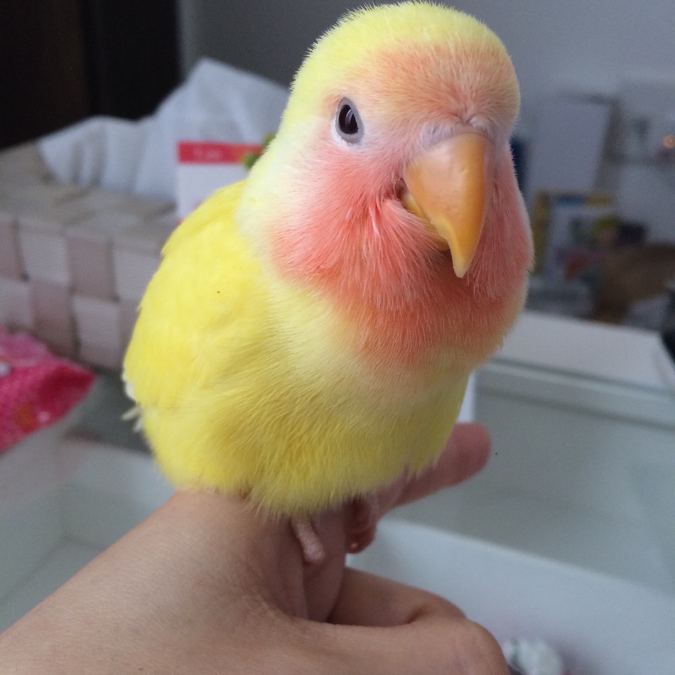 コザクラインコのぴーちゃんのカバー写真