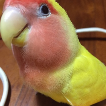 カメラ目線です