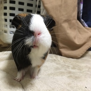 元気で甘えん坊な女の子です