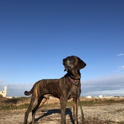 一般社団法人SORA &セントハウンドレスキュー譲渡会