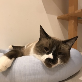 シャムミックスのモンブー君