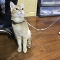 生後半年、甘えんぼで人懐っこく大人しいです。