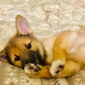 はなちゃん【正式譲渡】
