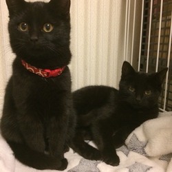 保護猫の譲渡会