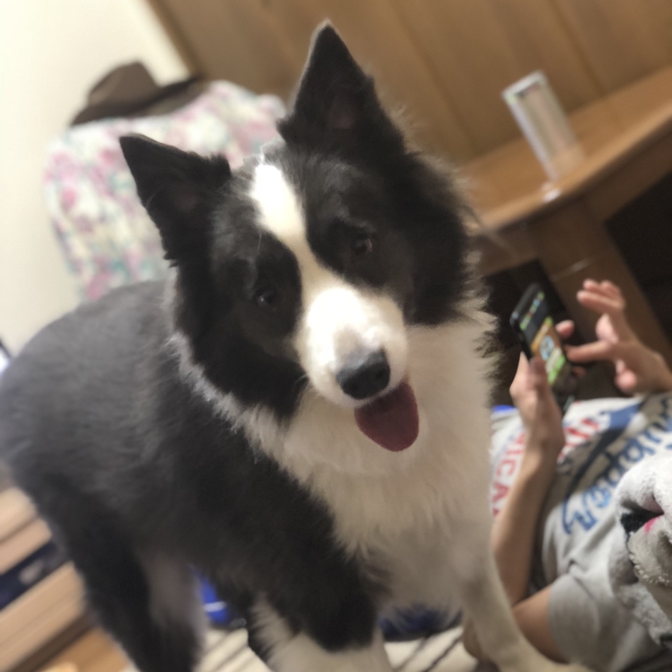 アンジュのカバー写真