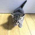 子猫の里親さん募集