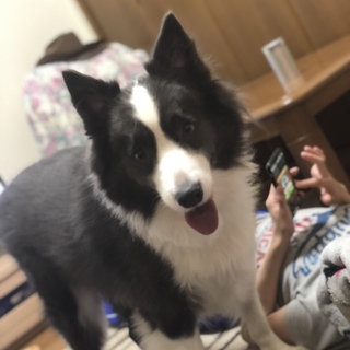 苦渋の決断です