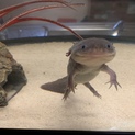 ウーパールーパー 水槽 エサなど全てお付けします！
