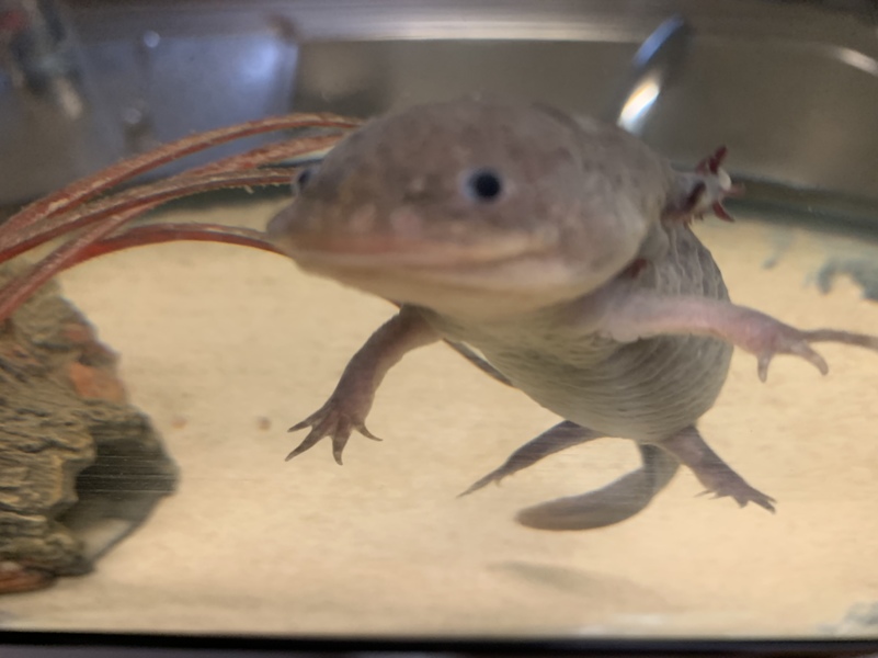 ウーパールーパー 水槽 長崎県 熱帯魚 観賞魚の里親募集 ペットのおうち 月間利用者150万人