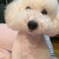 シロ