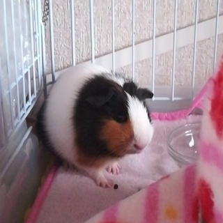 イングリッシュモルモット3ヶ月