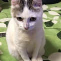 ベージュ寄りの白色 未来ちゃん
