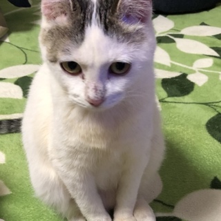 ベージュ寄りの白色 未来ちゃん