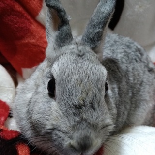 ネザーランドドワーフの子ウサギ