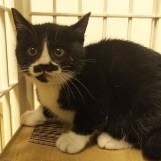 ありがとうございます、里親さま決定しました！