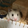 ハムにゃん