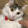の写真