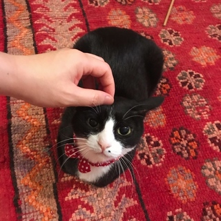 タキシード猫【マリモ】