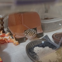 もぐまる