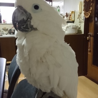 寂しがり屋の男の子です  一時停止します