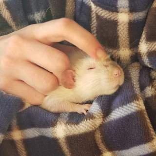 (急)ファンシーラット3匹兄弟(アクセサリー付)