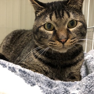 【トライアル】ストーカー猫　小柄　お膝はボクのもの