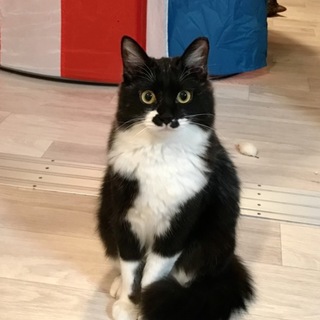 ふわふわもふもふエマ【所沢】