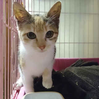 誰にでもゴロゴロ♪いっぱい甘えたいにゃ～