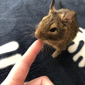 オス1匹のデグーの里親さんを募集しています