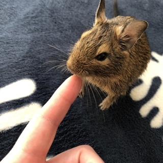 オス1匹のデグーの里親さんを募集しています
