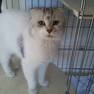 スコティッシュフォールド折れ耳の男の子