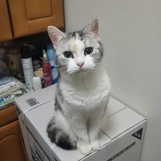 スコティッシュフォールド立ち耳の女の子