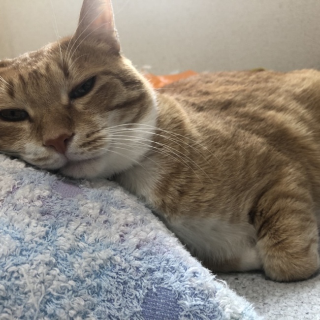 トライアルグル0306のカバー写真